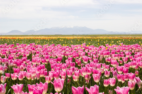 tulips in the tulip farm