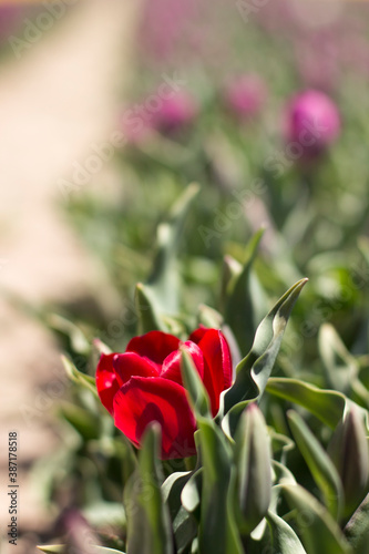 tulips in the tulip farm