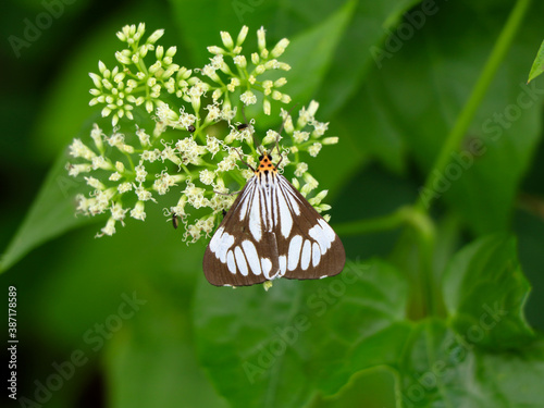 Black and white color butterfly on mikania scandens or climbing hempweed flowers photo