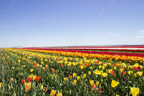 tulips in the tulip farm