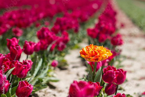 tulips in the tulip farm