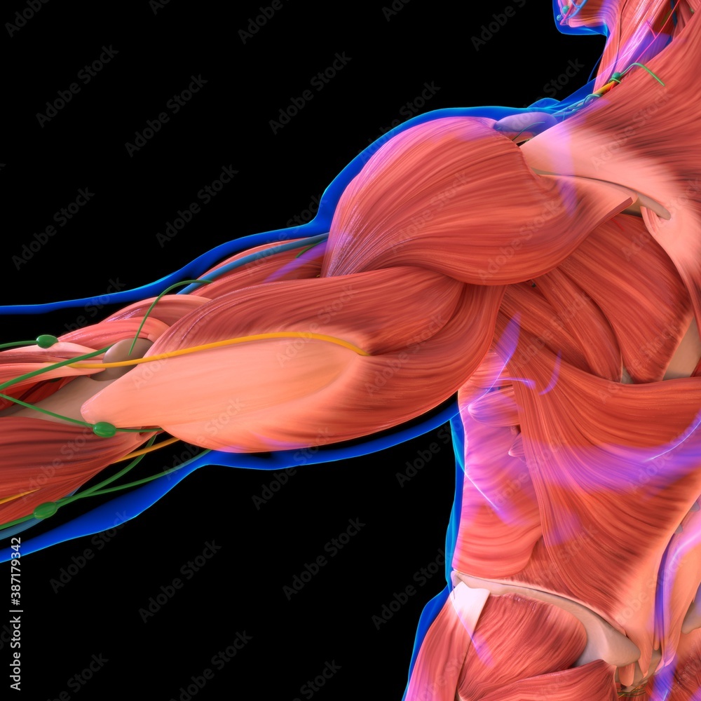 Human Muscle Anatomy For medical concept Human Muscle Anatomy For medical concept