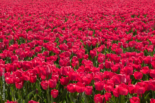 tulips in the tulip farm