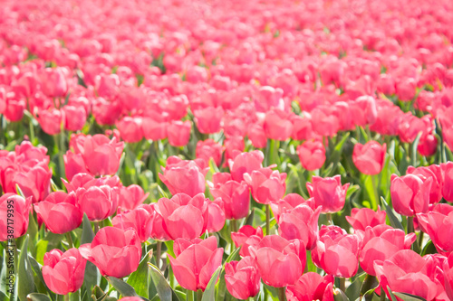 tulips in the tulip farm