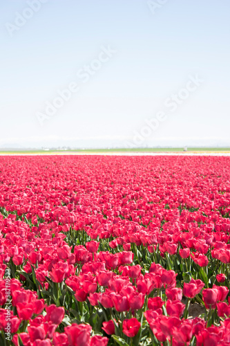 tulips in the tulip farm