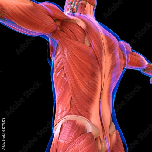 Human Muscle Anatomy For medical concept