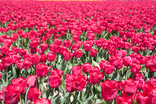 tulips in the tulip farm