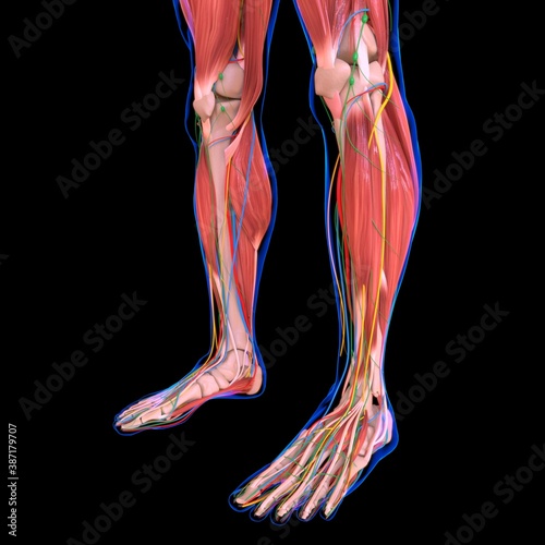 Human Muscle Anatomy For medical concept