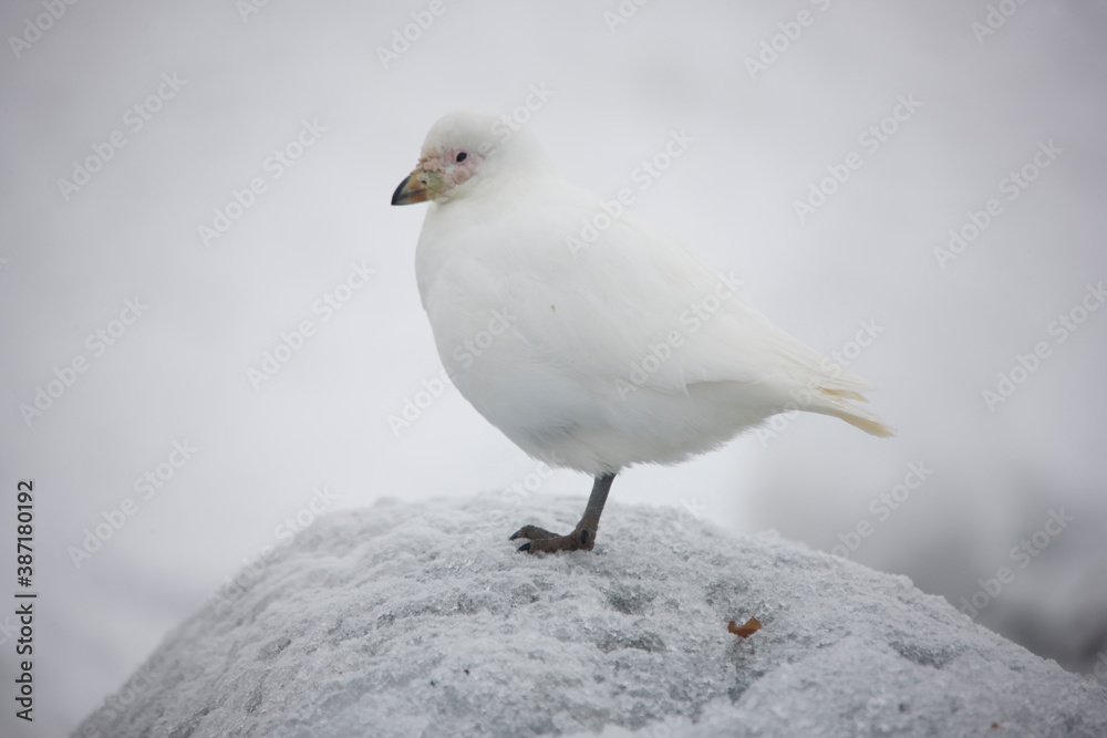 Antarctica young seagull close up on a cloudy winter day Antarctica young seagull close up on a cloudy winter day