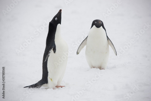 Antarctica blue eyed adelie penguin close up on a cloudy winter day