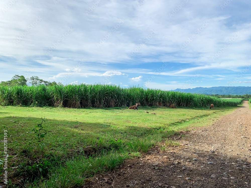 countryside meadow through the sunny day. countryside meadow through the sunny day.