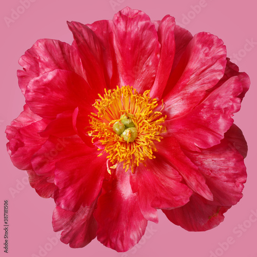 Beautiful bright pink peony flower isolated on pink background.