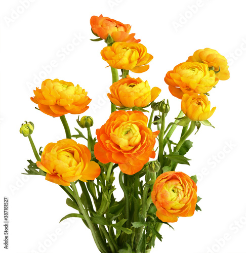 Bouquet of orange ranunculus flowers photo