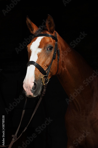 Thoroughbred horse in dark stable doorway background © horsemen