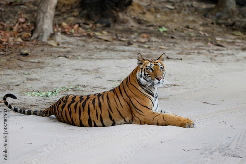 Tiger  Bengal Tiger  Panthera tigris Tigris   resting in Bandhavgarh National Park in India