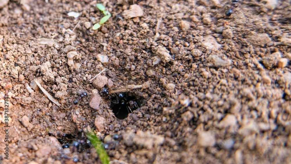 Close up view of black ants working on ground nest,animal insect wildlife sunrise timelapse Close up view of black ants working on ground nest,animal insect wildlife sunrise timelapse