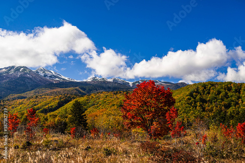 秋の乗鞍高原　大カエデと冠雪した乗鞍岳 © kikisora