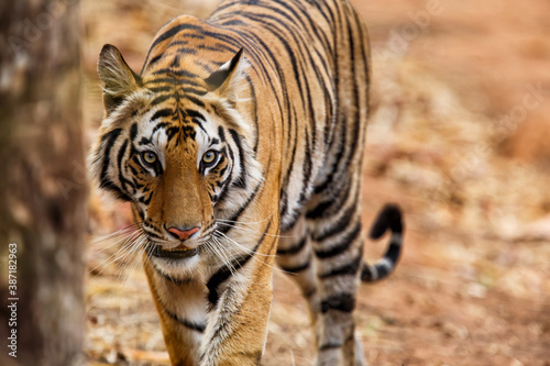 Tiger, Bengal Tiger (Panthera tigris Tigris), walking in Bandhavgarh National Park in India © henk bogaard