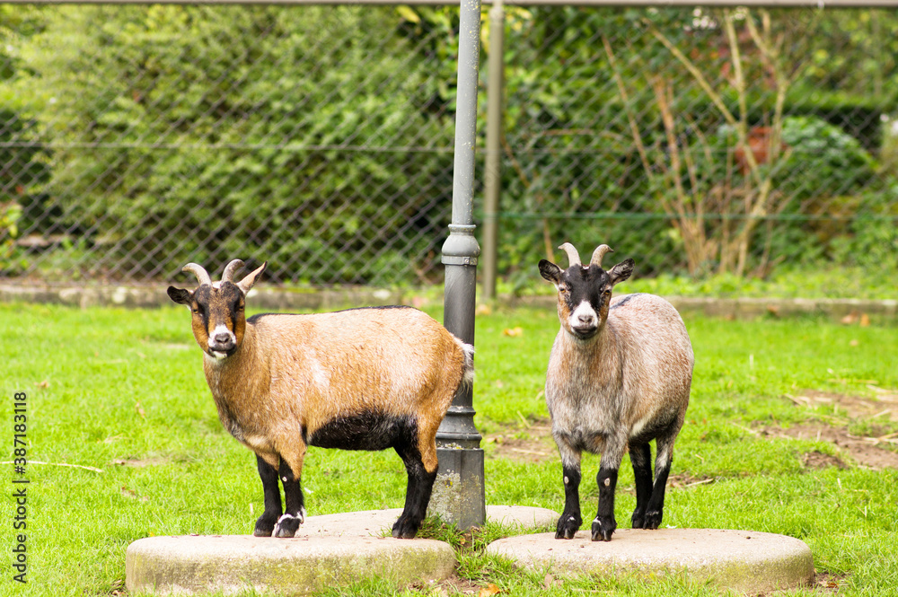 Fototapeta premium Pasture with farm animals with two goats looking