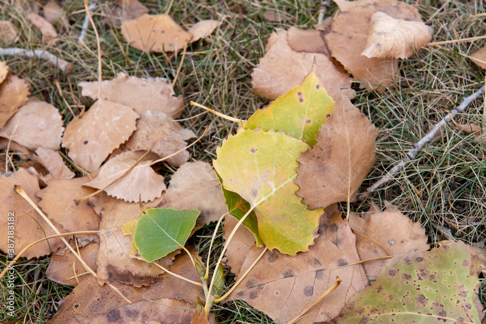 fallen autumn leaves