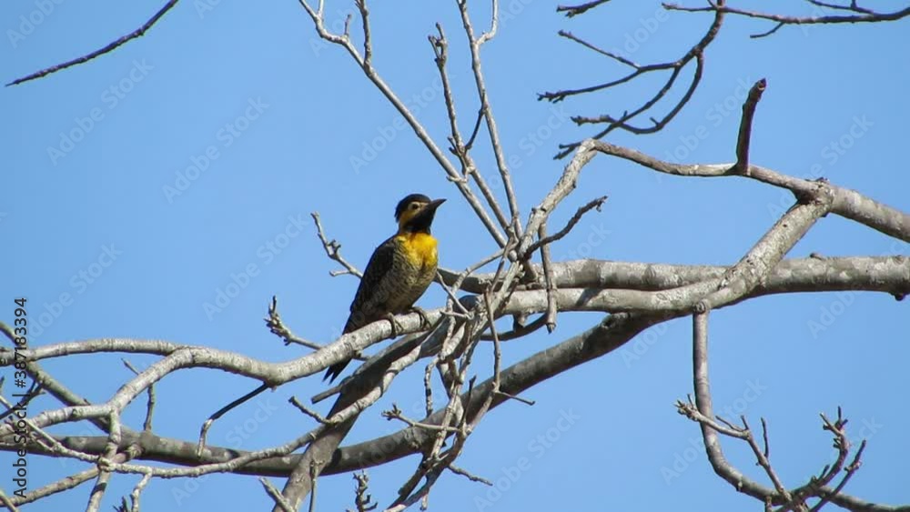 Campo flicker (Colaptes campestris) yellow woodpecker against blue sky. Campo flicker (Colaptes campestris) yellow woodpecker against blue sky.