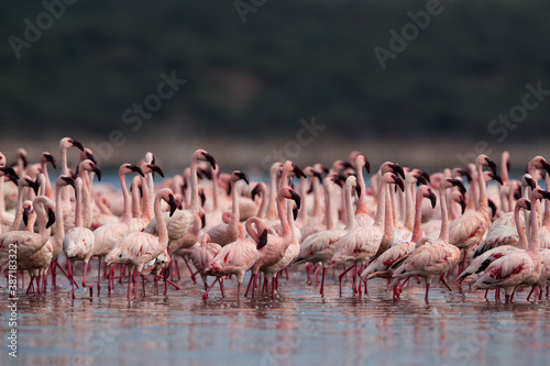 Flocks of Lesser Flamingos in the morning light at Lake Bogoria, Kenya