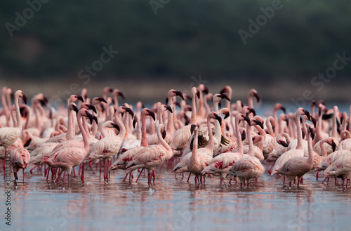 Lesser Flamingos in the morning light at Lake Bogoria, Kenya