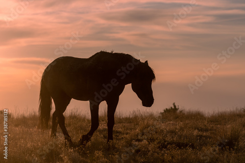 Wild Horse at Sunset in the Utah Desert