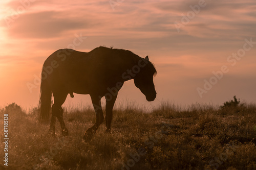 Wild Horse at Sunset in the Utah Desert © natureguy