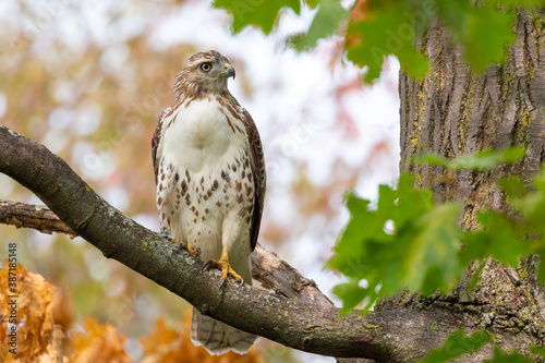 Bird of prey Red-tailed Hawk perched on a maple tree