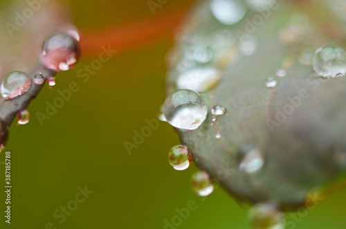 Close up of a water drops on leaves