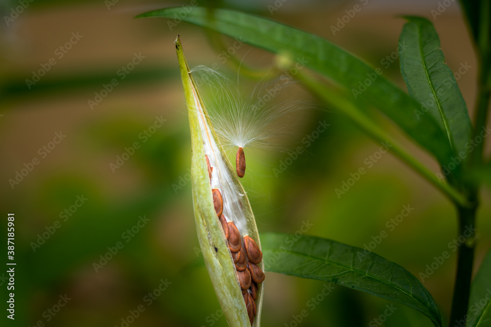 Plant seeds ready to fly, it is a wonder of nature the way it gets reproduced Plant seeds ready to fly, it is a wonder of nature the way it gets reproduced