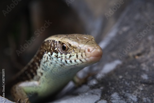 lizard on a rock in the park closeup