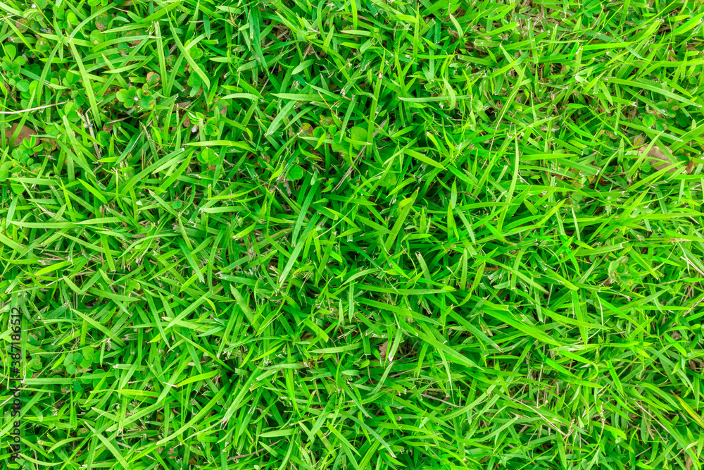 Green turf surface pattern for the background. Green turf surface pattern for the background.