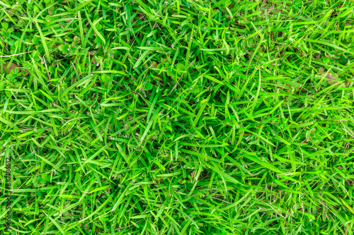 Green turf surface pattern for the background.