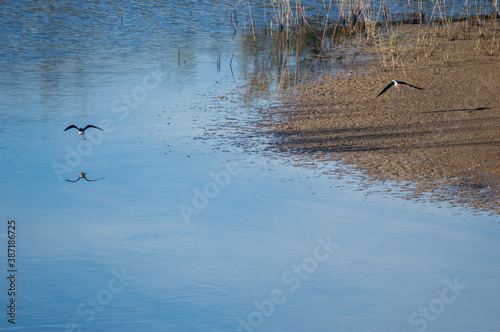 Aves en el agua