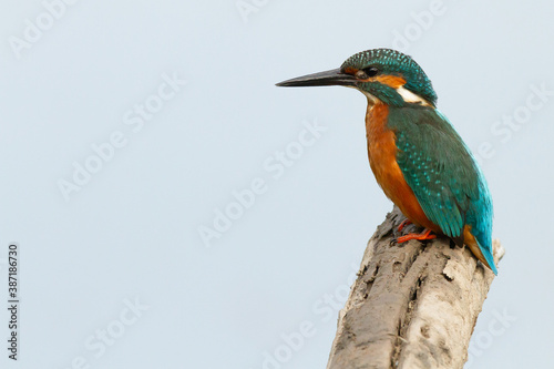 Common kingfisher, Alcedo atthis, Doñana National Park, Spain, small green and orange bird on the trunk