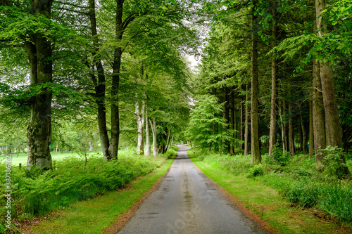 Empty leading path in a forest with old green trees and leaves in a summer day in Scotland, United Kingdom, beautiful outdoor natural background photographed with soft focus.