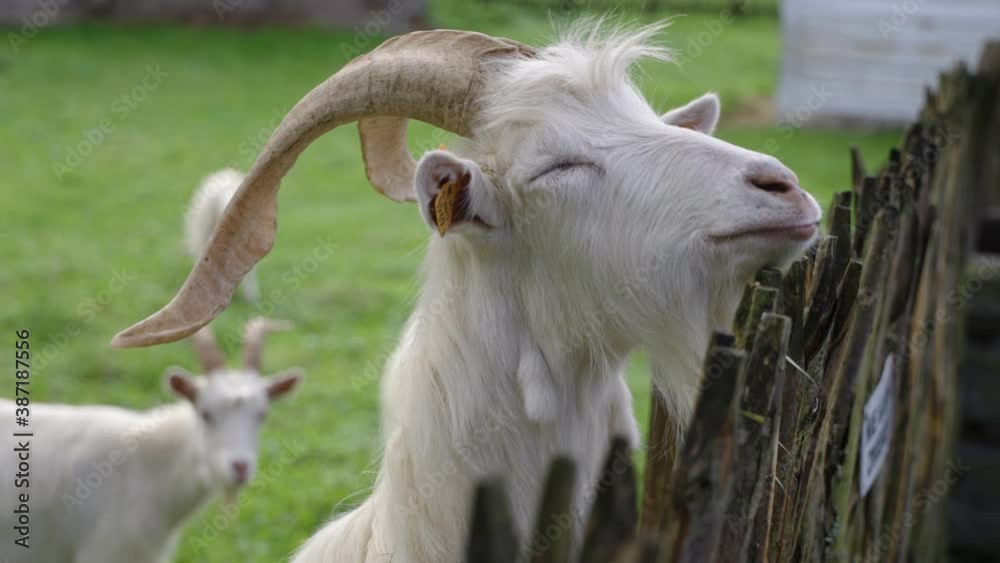 Goat eating an apple