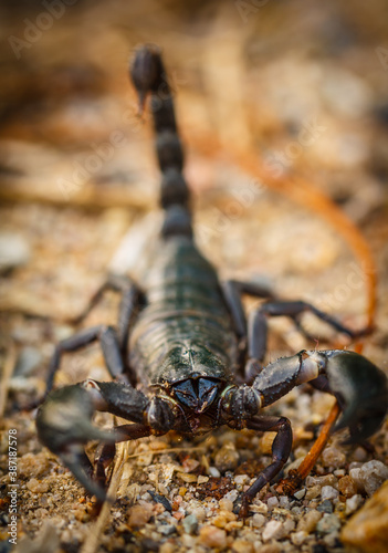 Black scorpion found naturally in Thailand © taaee