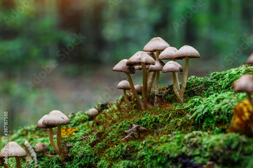 Fototapeta Mushrooms False honey fungus on a stump in a beautiful autumn forest