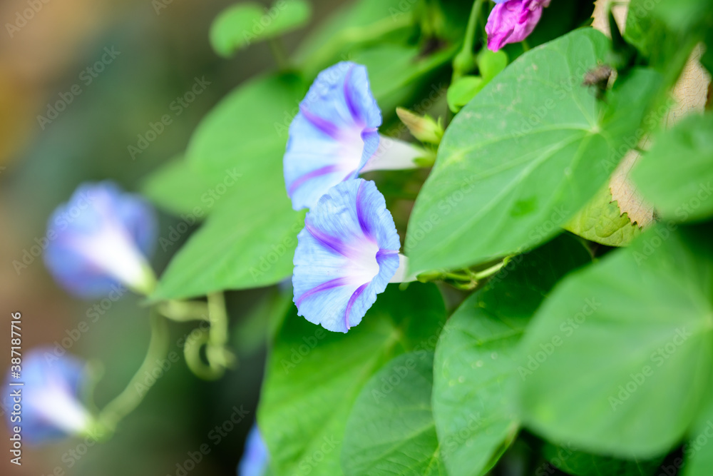 Many delicate light blue flower of morning glory plant in a a garden in a sunny summer garden, outdoor floral background photographed with soft focus. Many delicate light blue flower of morning glory plant in a a garden in a sunny summer garden, outdoor floral background photographed with soft focus.