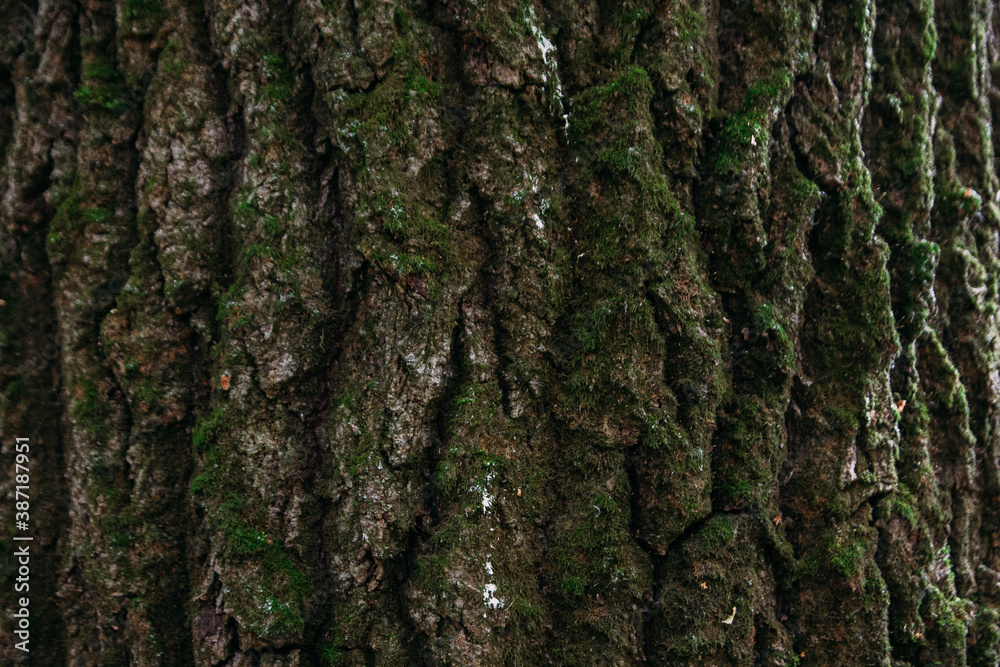 close up tree bark texture close up tree bark texture