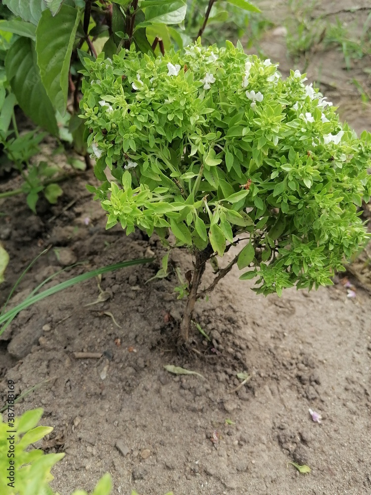 lettuce growing in the garden lettuce growing in the garden