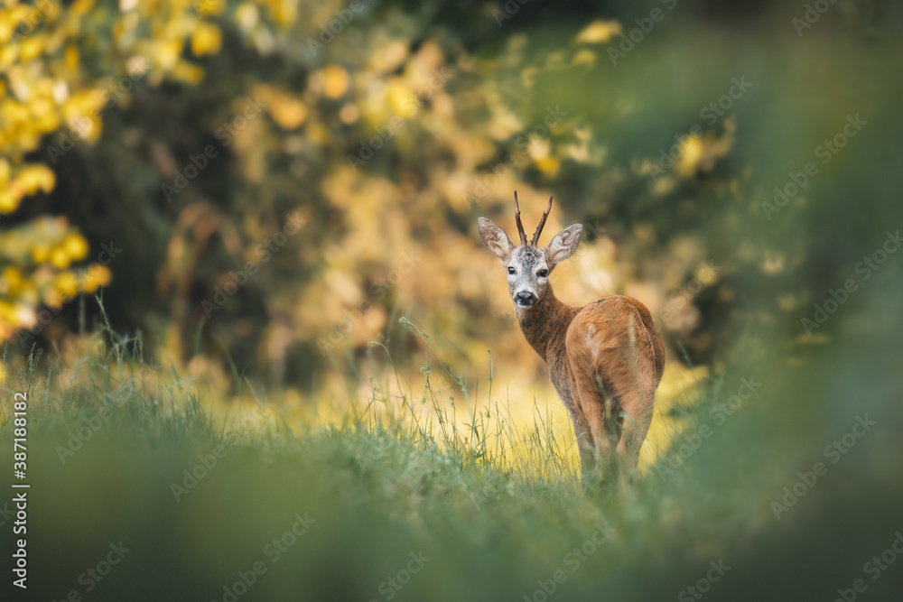 Deer in the woods Deer in the woods
