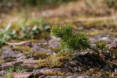 Mountain pine on rocky ground