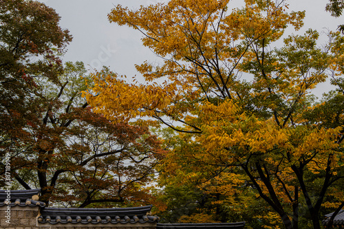 Photography autumn in korea
