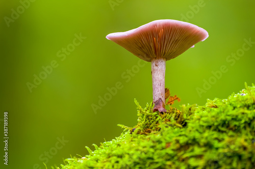 tasty fungus in multi colored autumn forest