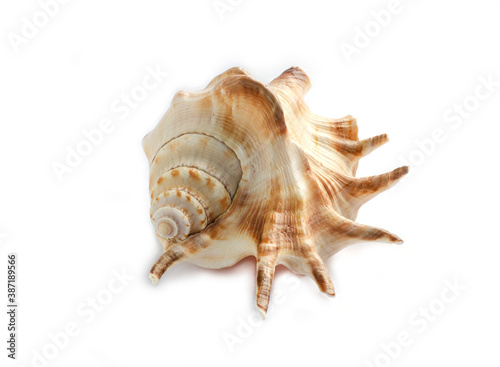 Colorful sea shell isolated on a white background, large size
