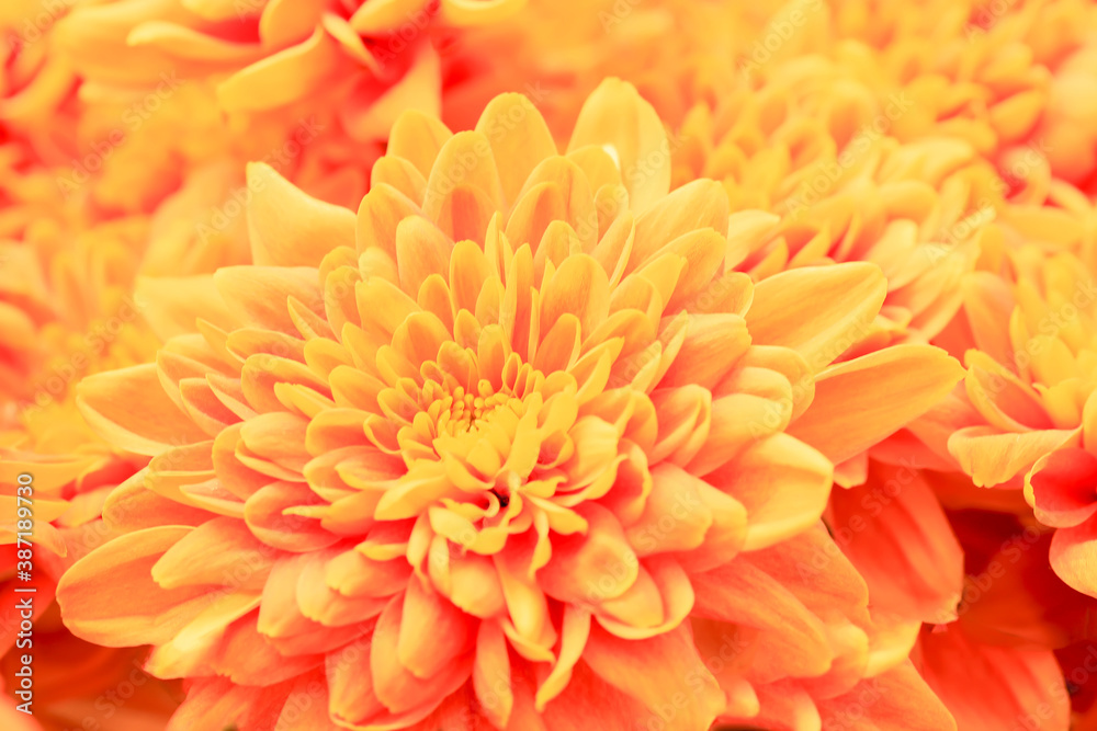 Orange floral background. Close-up. The photo. Orange floral background. Close-up. The photo.